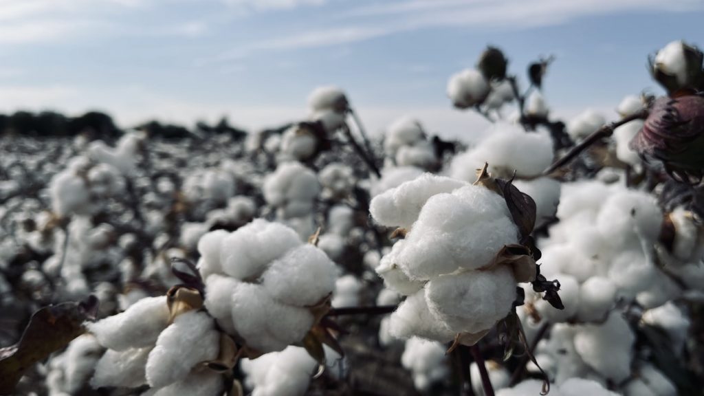 Cotton trading tutorial, strategies, impact factors and brokers