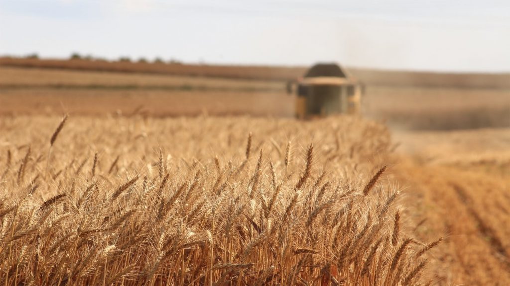 wheat trading guide, strategies and companies to watch in india